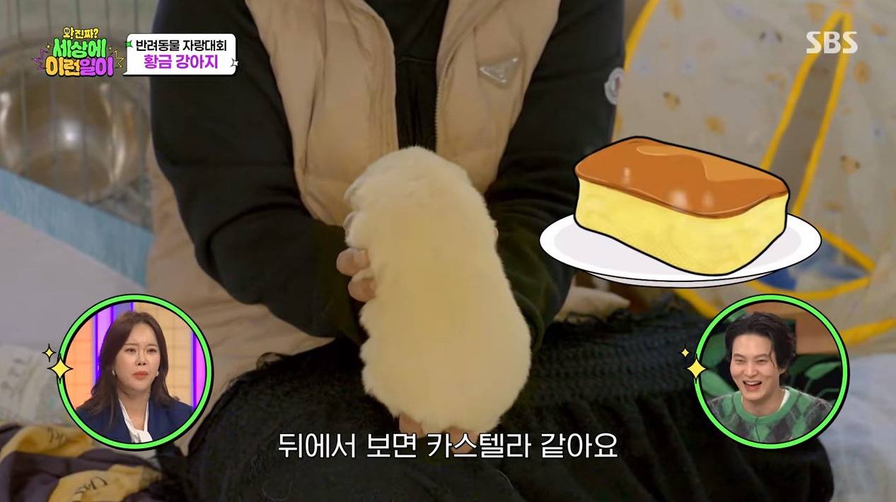 9남매 중 유일하게 노란색으로 태어난 강아지... | 인스티즈