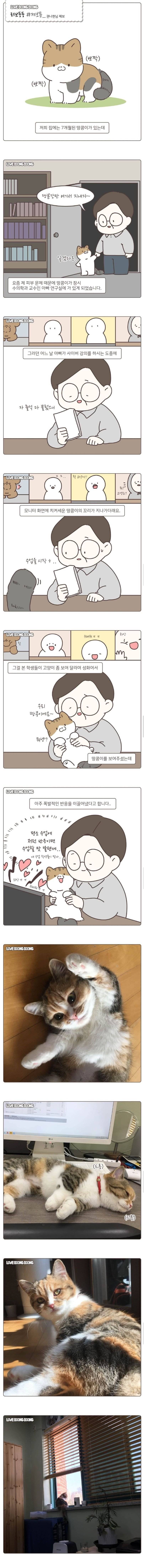 온라인 강의 중 난입한 고양이 | 인스티즈