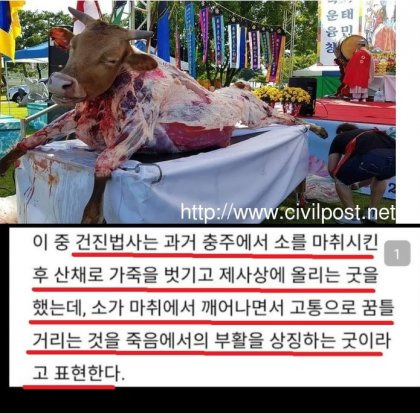 건진법사와 살아있는 소의 가죽을 벗기는 굿 | 인스티즈