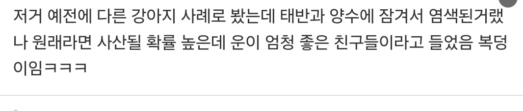 9남매 중 유일하게 노란색으로 태어난 강아지... | 인스티즈