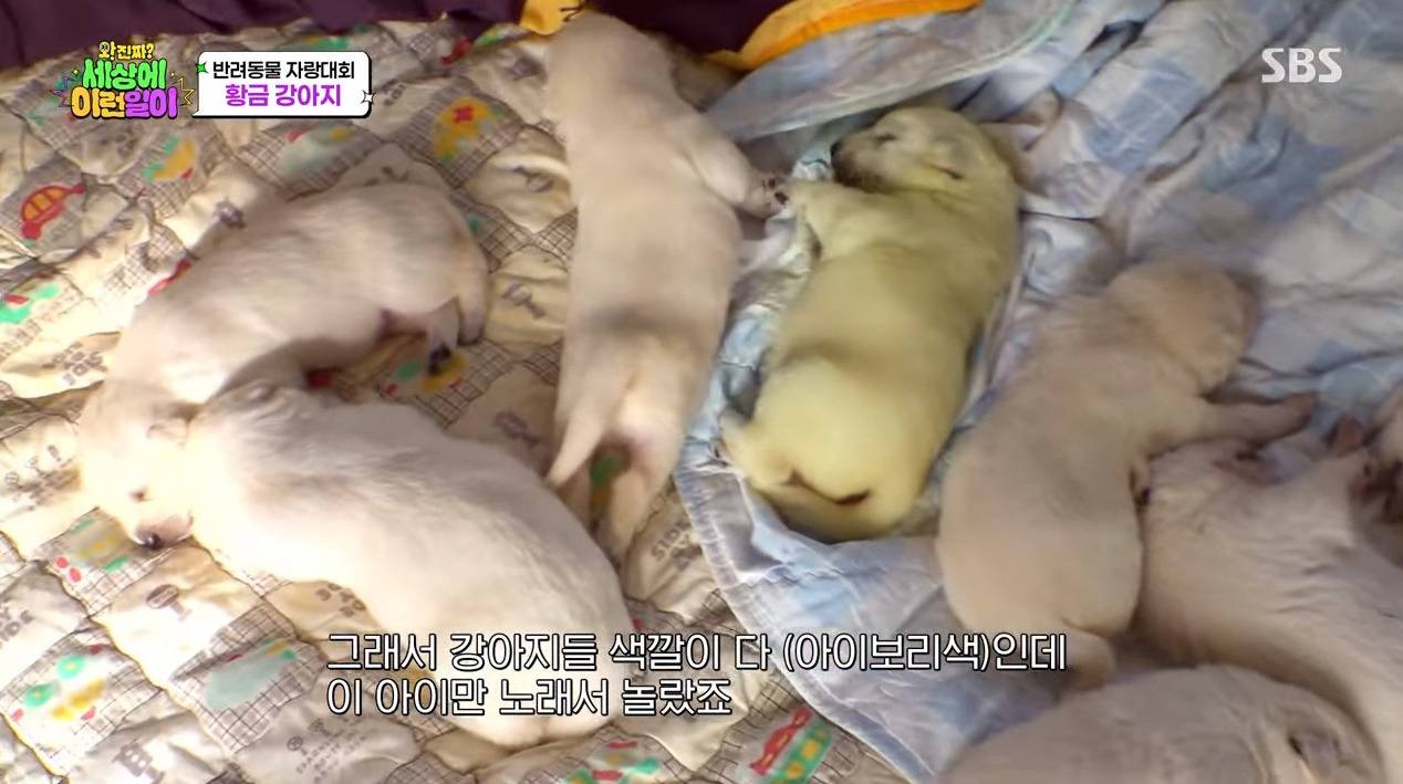 9남매 중 유일하게 노란색으로 태어난 강아지... | 인스티즈