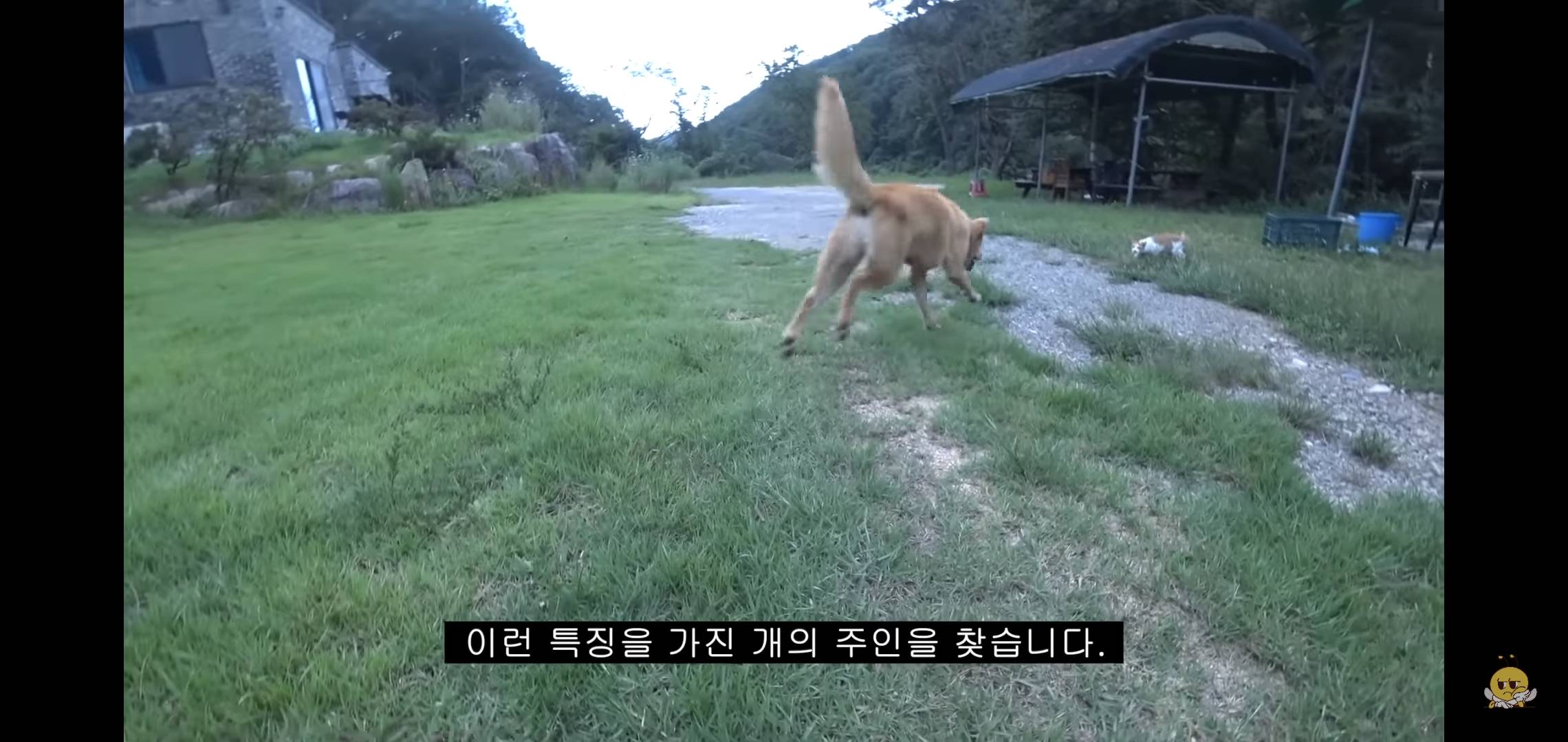 갑자기 유튜버 집에 들어온 떠돌이개가 알고보니 부잣집 도련님이었음.jpg | 인스티즈