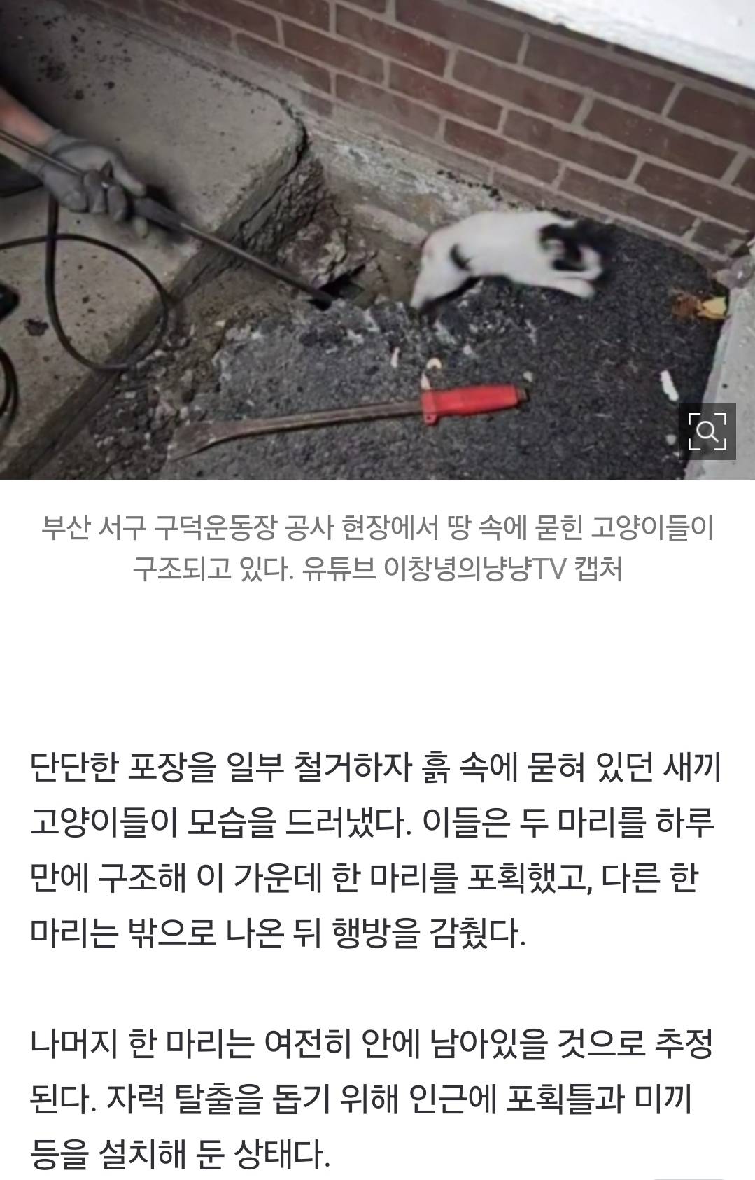 "땅 속에 고양이 3마리 있어요!” 알고도 콘크리트 덮었다…'생매장' 논란 | 인스티즈