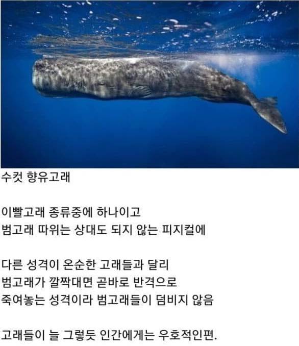 범고래 떼를 이길 수 있는 유일한 생명체 | 인스티즈