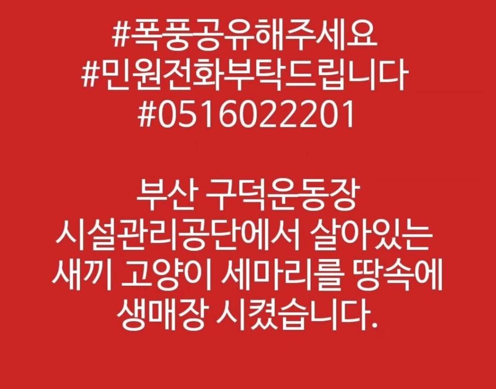 부산 구덕운동장 시설관리공단에서 새끼 고양이 3마리 생매장하고 공사 진행함(구조중) | 인스티즈