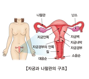 다낭성 난소 증후군 있는 들이 알아두면 정말 좋은 것들 | 인스티즈