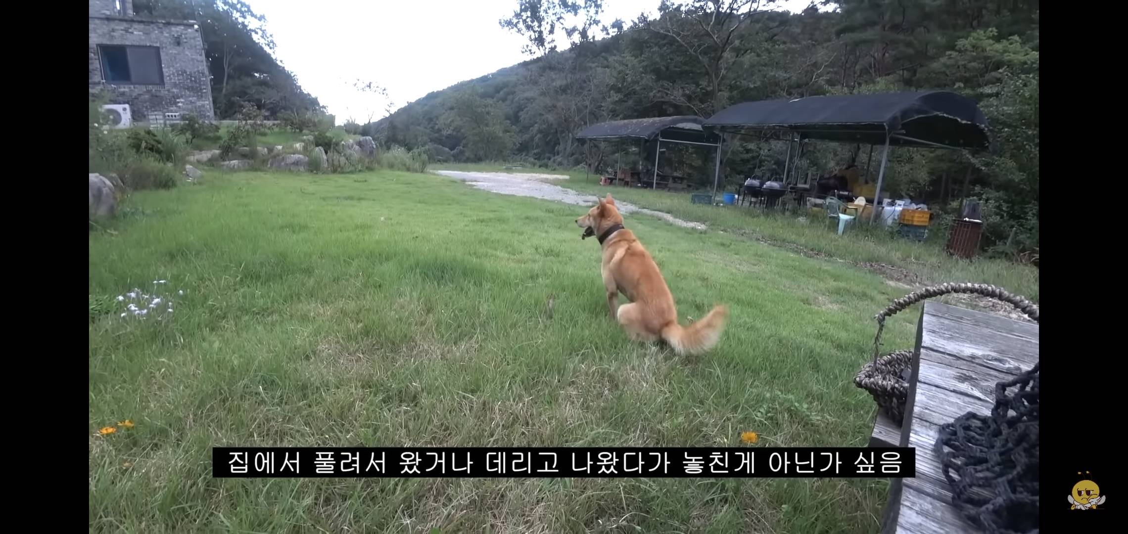 갑자기 유튜버 집에 들어온 떠돌이개가 알고보니 부잣집 도련님이었음.jpg | 인스티즈