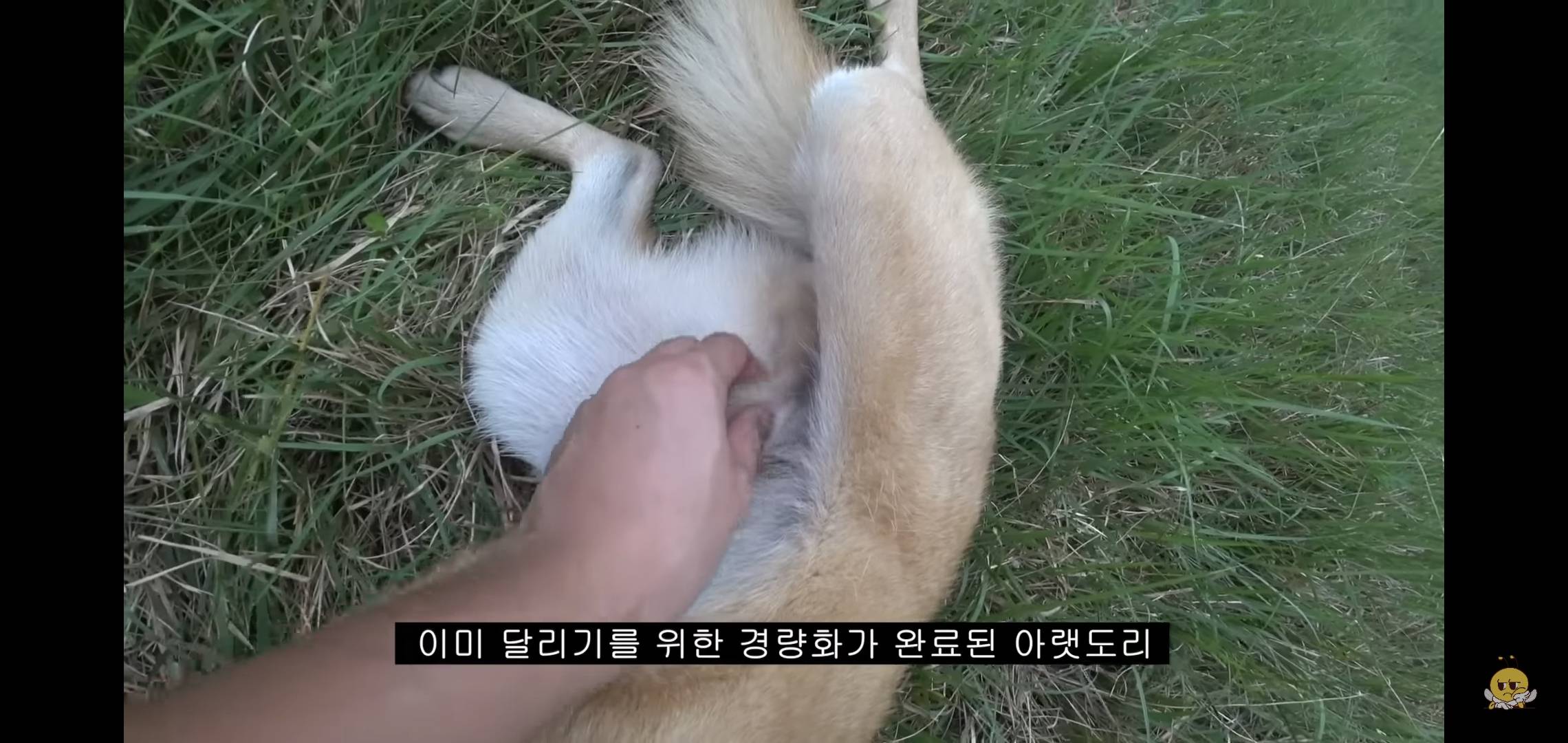 갑자기 유튜버 집에 들어온 떠돌이개가 알고보니 부잣집 도련님이었음.jpg | 인스티즈