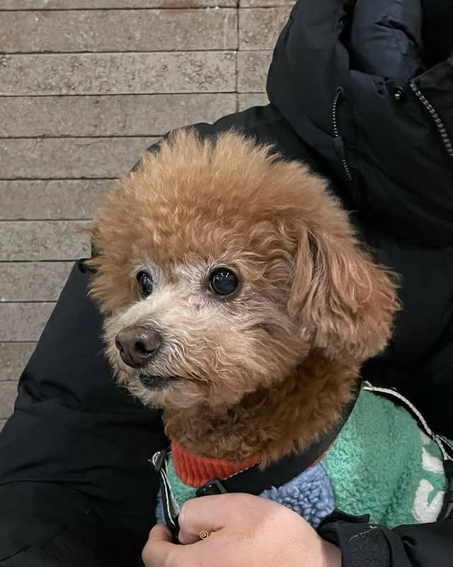 생각보다 눈치빠른 강아지들 | 인스티즈