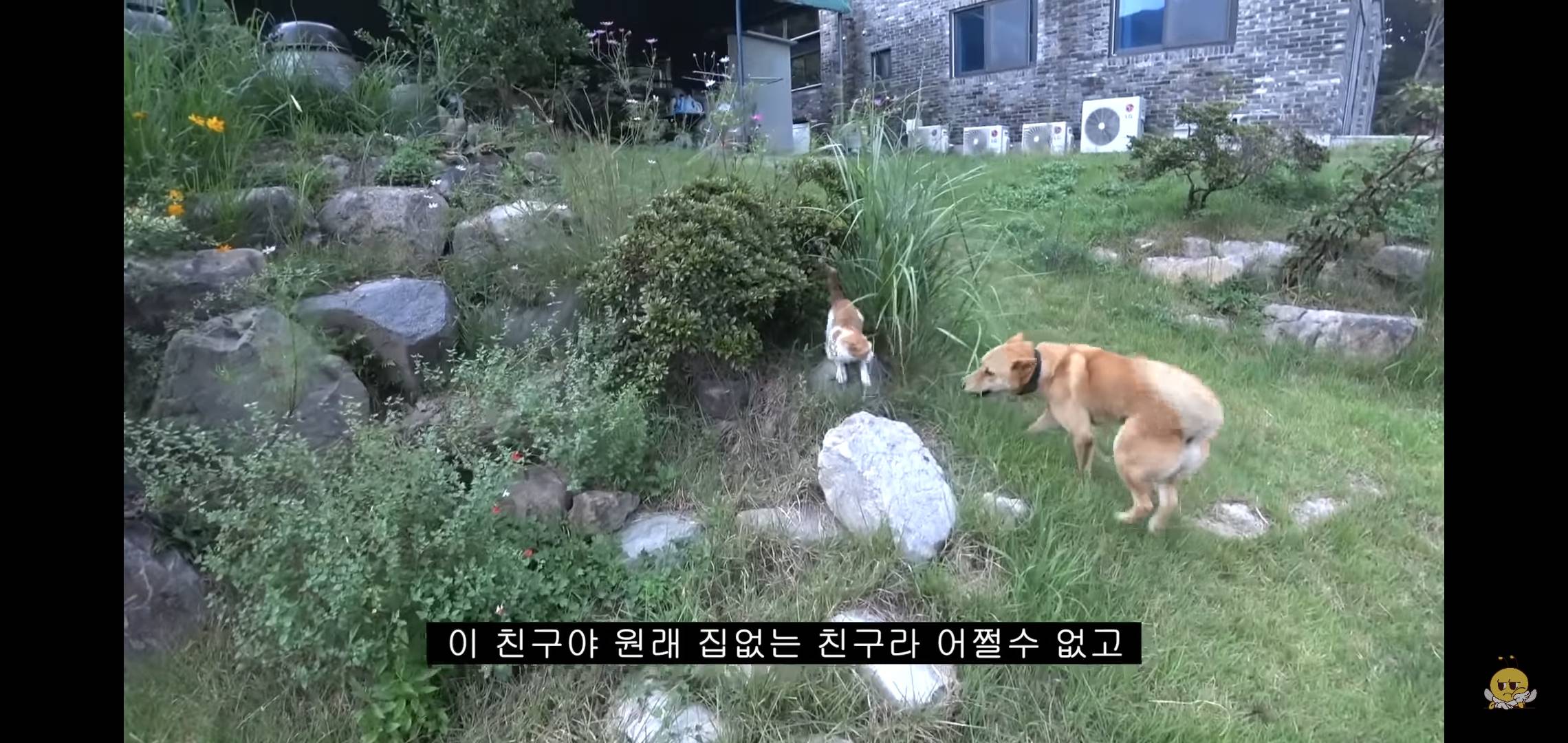 갑자기 유튜버 집에 들어온 떠돌이개가 알고보니 부잣집 도련님이었음.jpg | 인스티즈