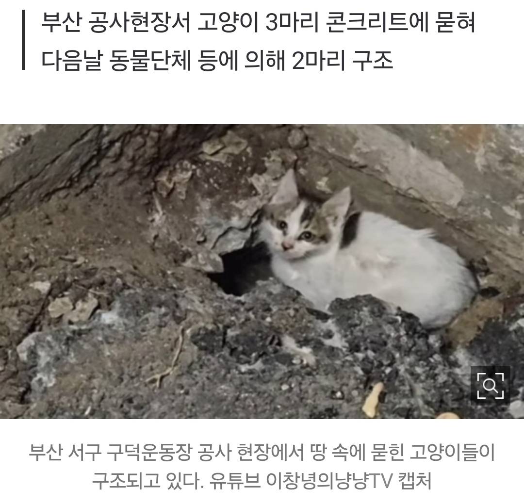 "땅 속에 고양이 3마리 있어요!” 알고도 콘크리트 덮었다…'생매장' 논란 | 인스티즈