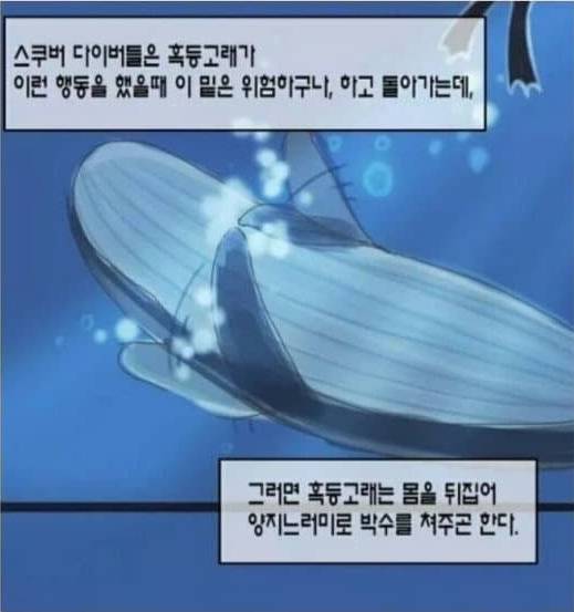 범고래 떼를 이길 수 있는 유일한 생명체 | 인스티즈