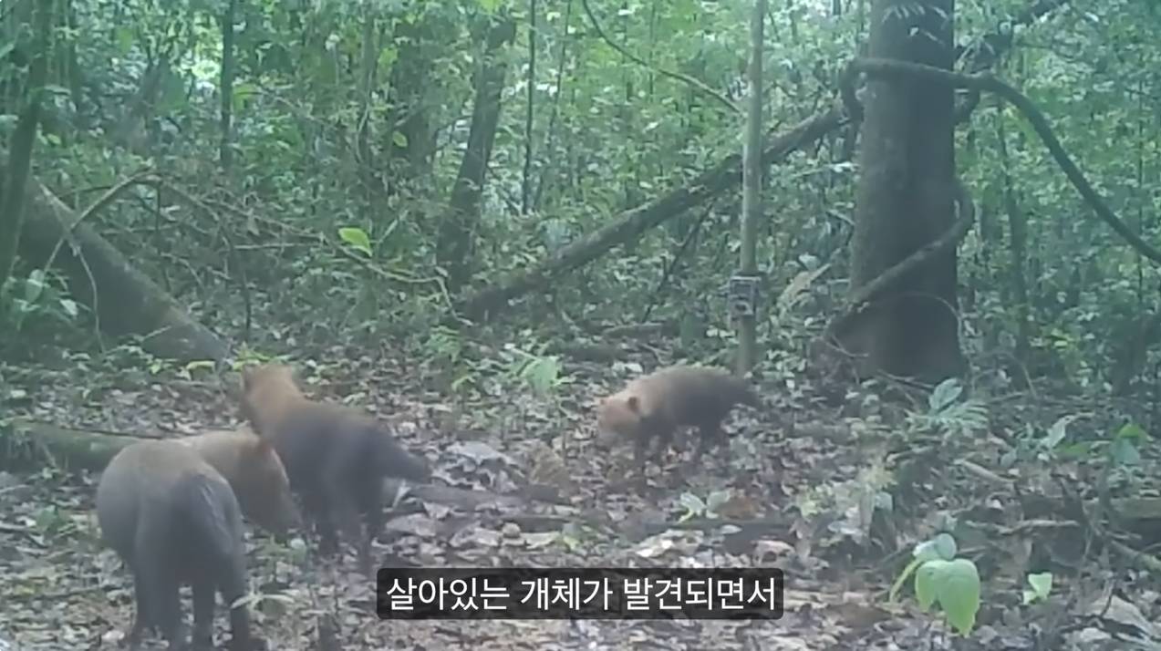 세상에서 가장 원시적인 개과동물 덤불개.jpg | 인스티즈
