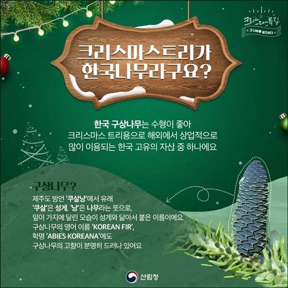 크리스마스 트리가 한국나무라고요? | 인스티즈