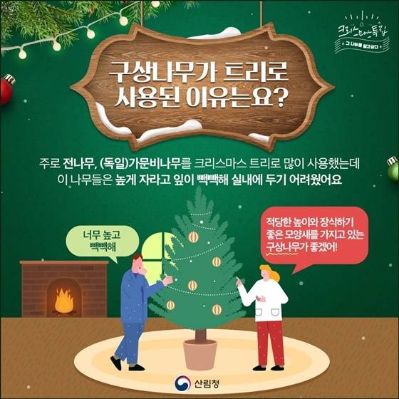 크리스마스 트리가 한국나무라고요? | 인스티즈