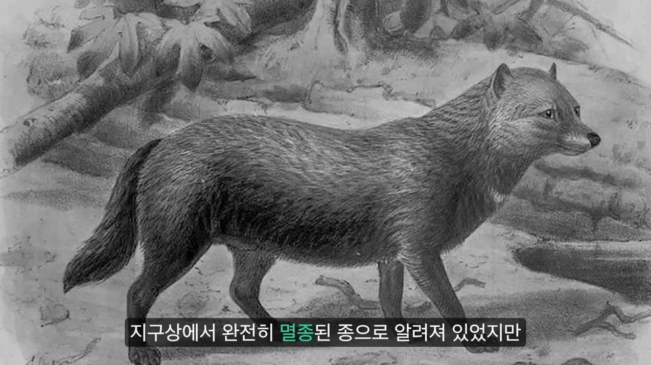 세상에서 가장 원시적인 개과동물 덤불개.jpg | 인스티즈