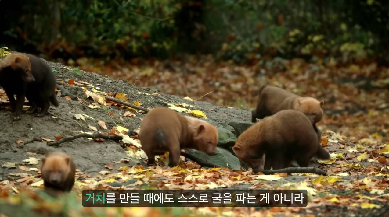 세상에서 가장 원시적인 개과동물 덤불개.jpg | 인스티즈