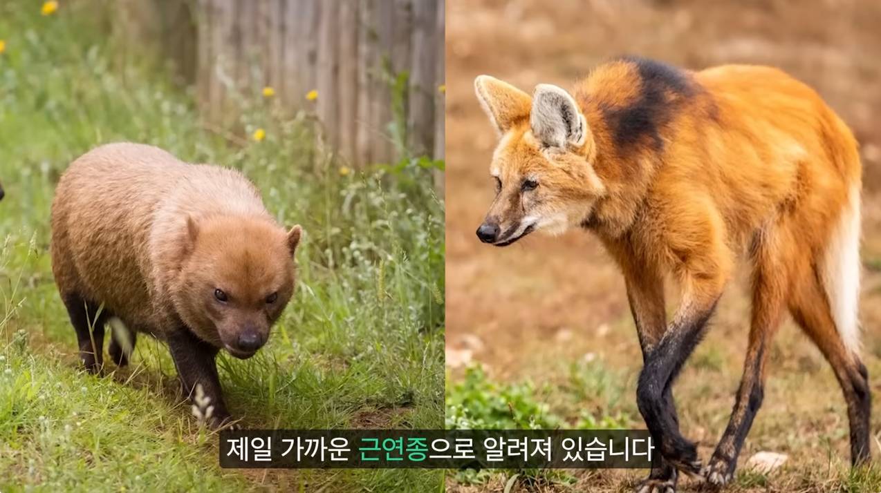 세상에서 가장 원시적인 개과동물 덤불개.jpg | 인스티즈