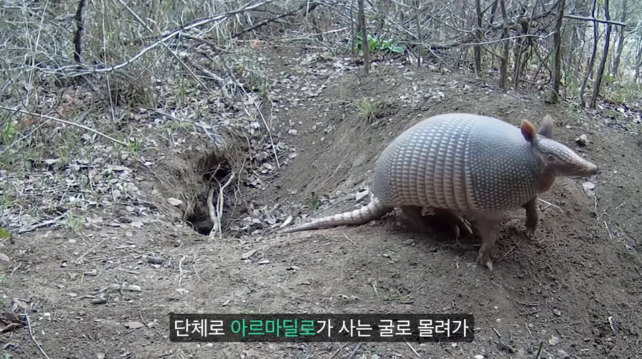 세상에서 가장 원시적인 개과동물 덤불개.jpg | 인스티즈