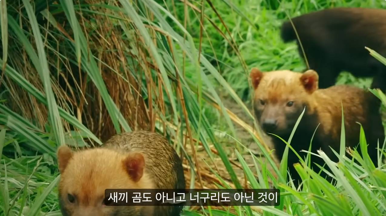 세상에서 가장 원시적인 개과동물 덤불개.jpg | 인스티즈