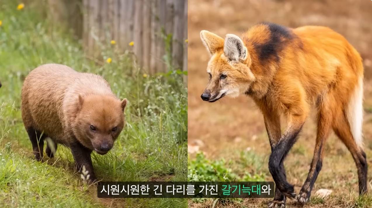 세상에서 가장 원시적인 개과동물 덤불개.jpg | 인스티즈