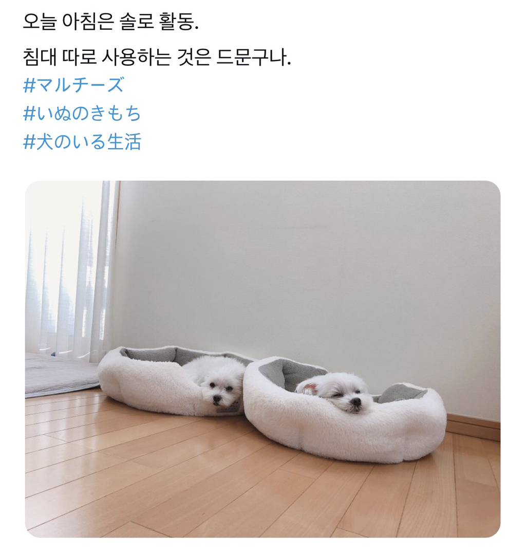 싸우지 말라고 두개씩 사준 강아지들 사진 더 찾아옴 | 인스티즈