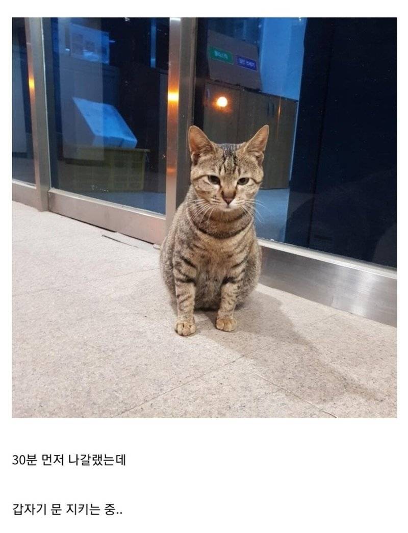 실시간...중소기업 고양이 상황 | 인스티즈