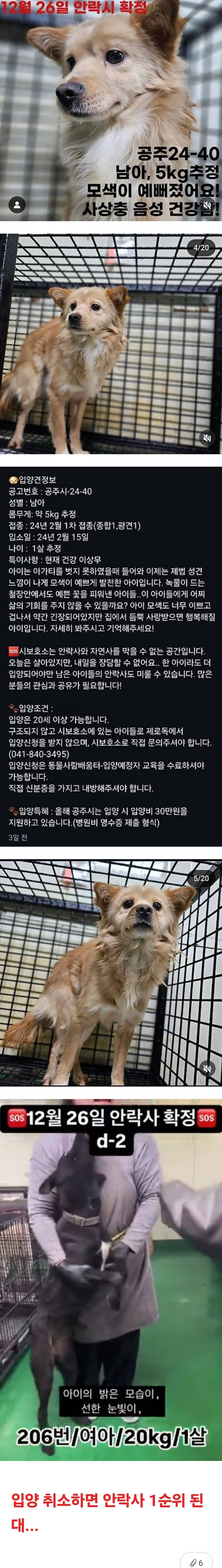 입양이 예정되었었으나 갑작스런 입양 취소로 인해 안락사가 바로 내일 진행되요.twt | 인스티즈