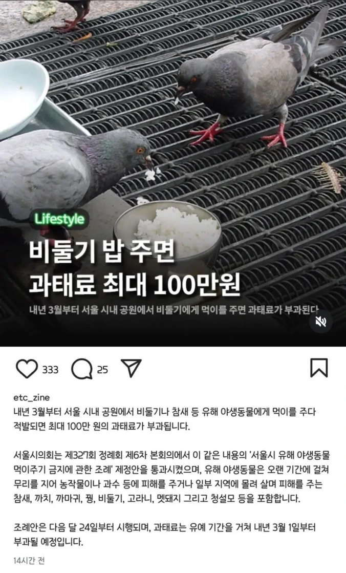 서울시 내년부터 비둘기, 참새 먹이주면 벌금 | 인스티즈