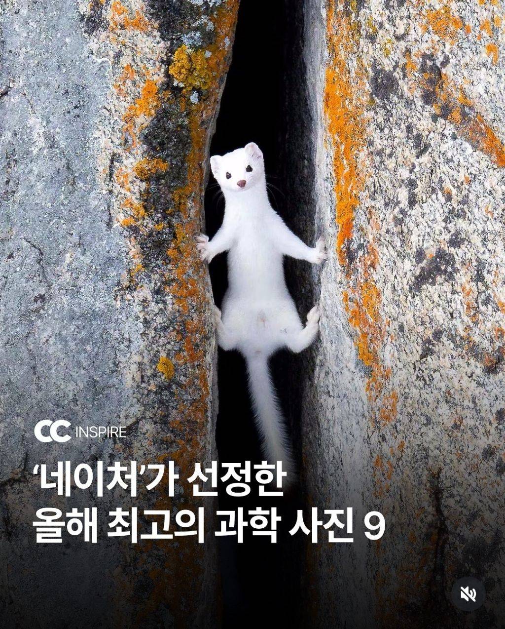 2024 네이처가 선정한 올해의 과학사진 | 인스티즈