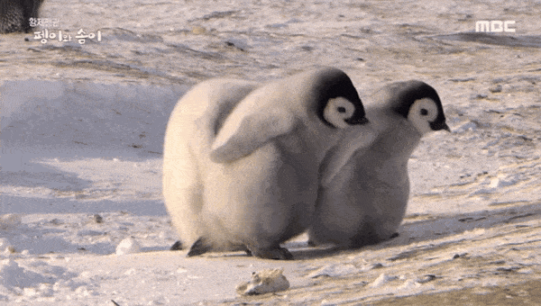 싸우는 친구들 말리는 아기펭귄.gif | 인스티즈