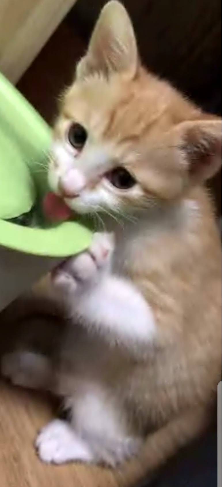 울 고앵 노즈워크에 붙어있는거봐^^ | 인스티즈