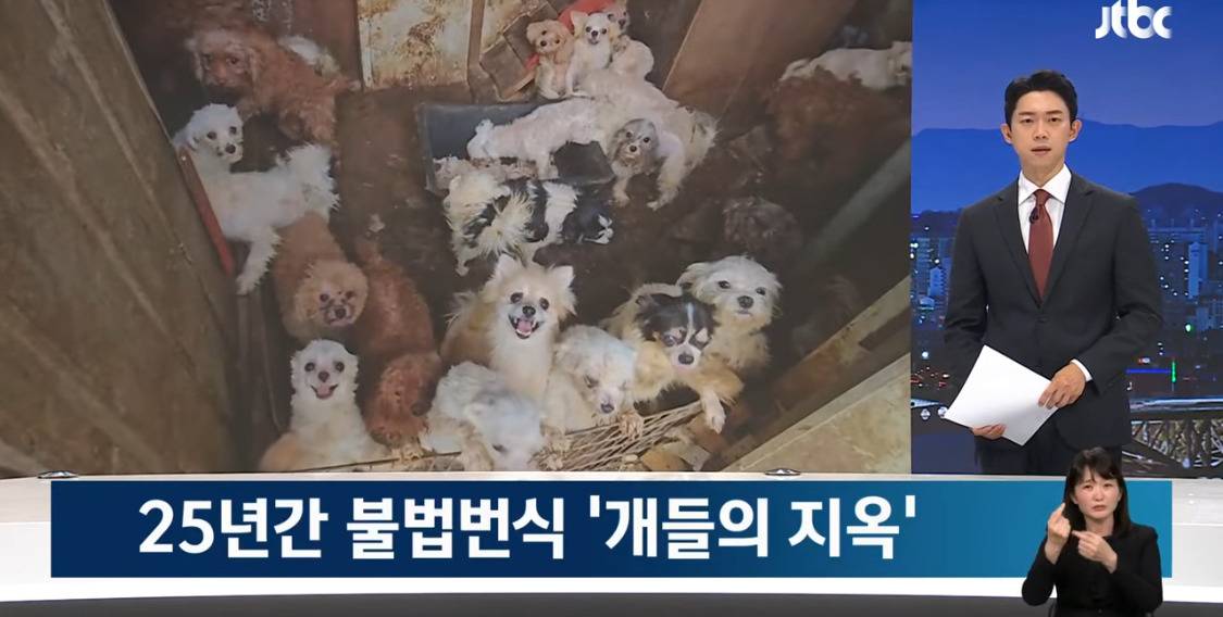 부산 강아지공장 (혐 주의) | 인스티즈