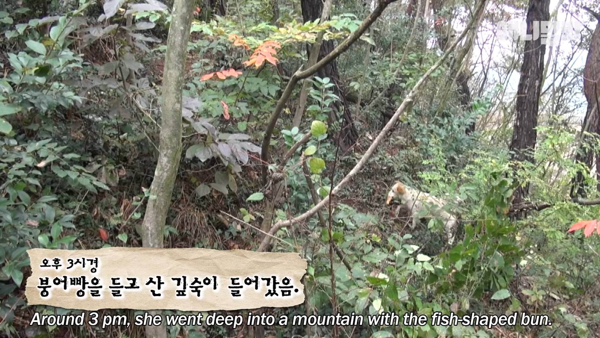 붕어빵으로 자식 키운 댕댕이...jpg | 인스티즈