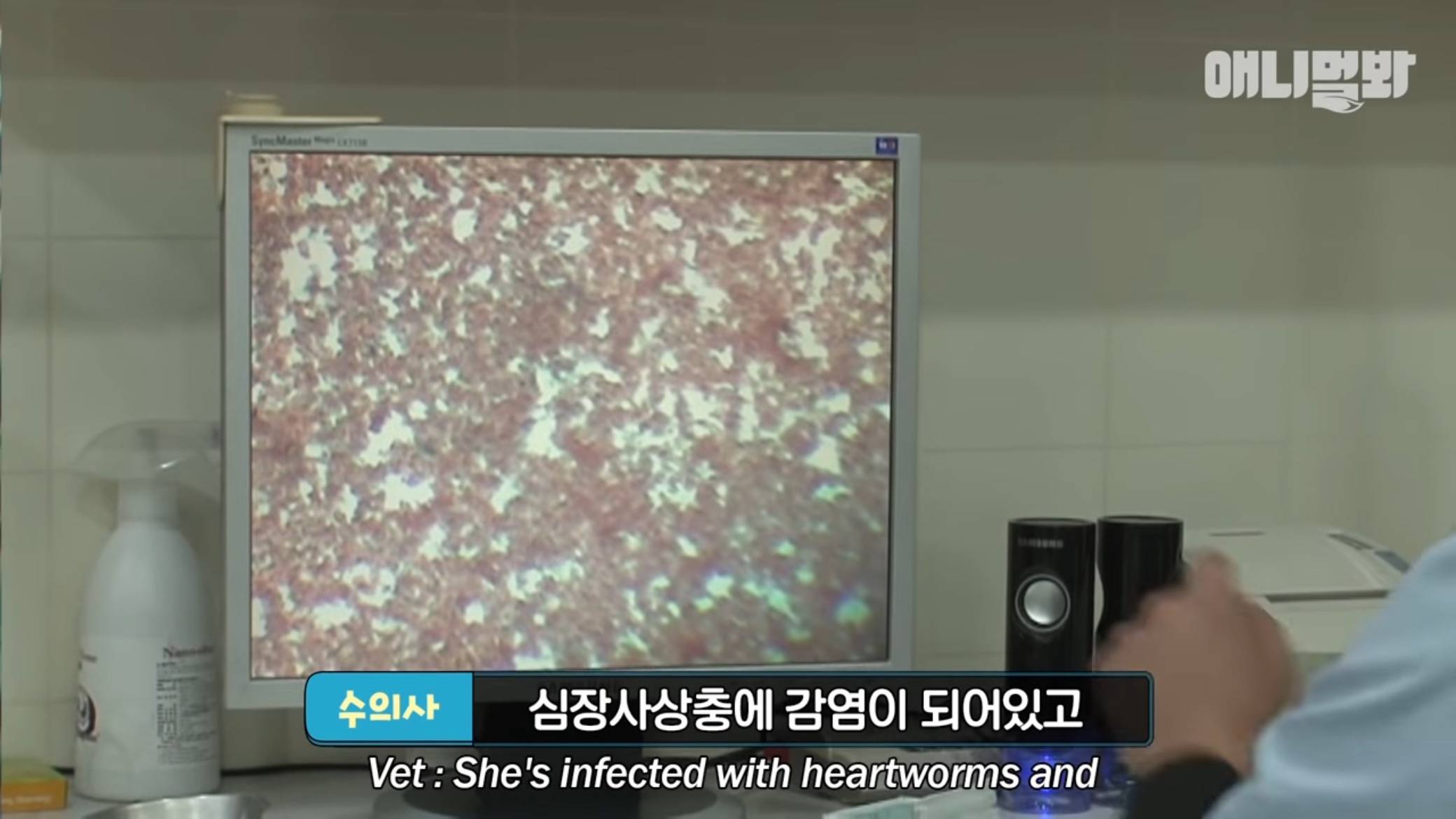 붕어빵으로 자식 키운 댕댕이...jpg | 인스티즈