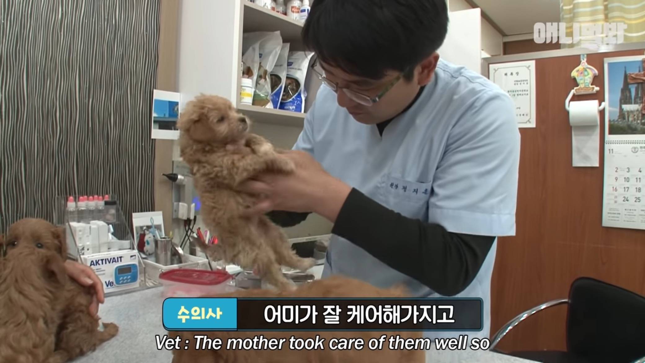 붕어빵으로 자식 키운 댕댕이...jpg | 인스티즈