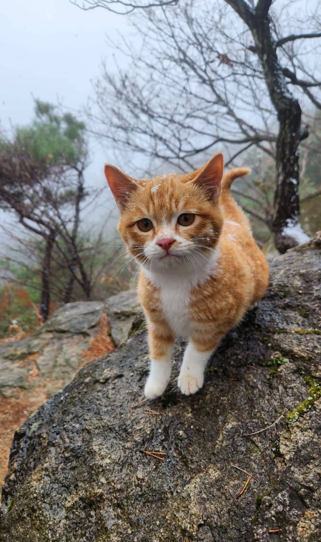 고양이산에 사는 귀여운 고양이들🐱.jpg | 인스티즈