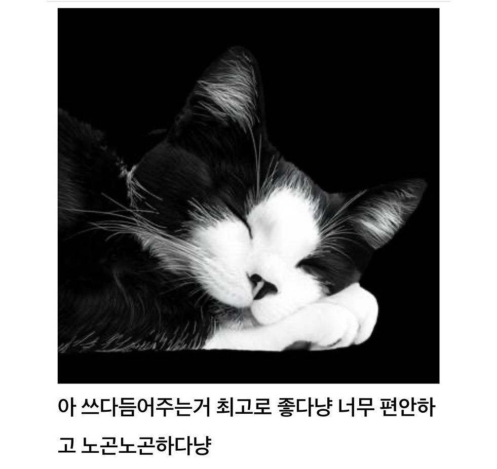 고양이가 갑자기 돌변하는 이유 | 인스티즈