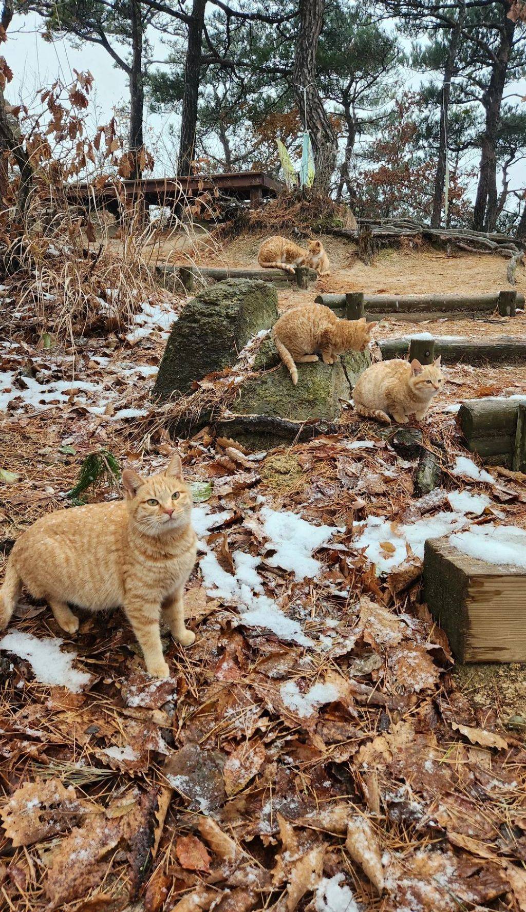 고양이산에 사는 귀여운 고양이들🐱.jpg | 인스티즈