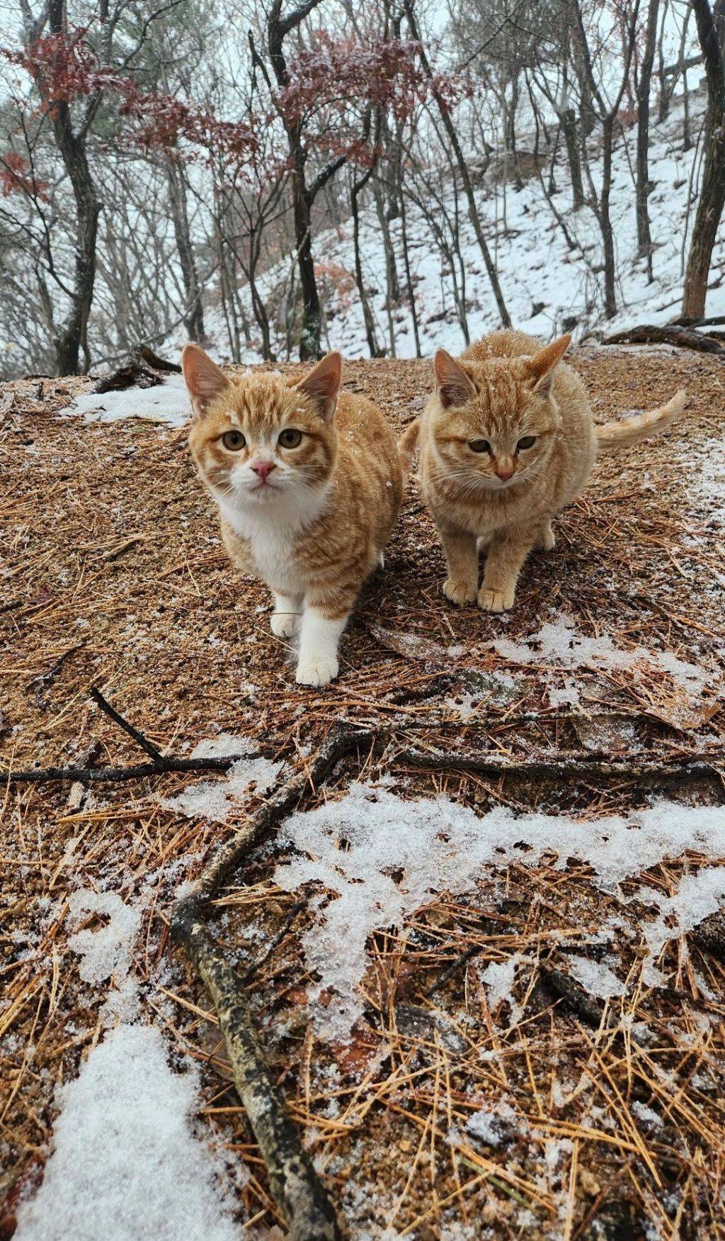 고양이산에 사는 귀여운 고양이들🐱.jpg | 인스티즈