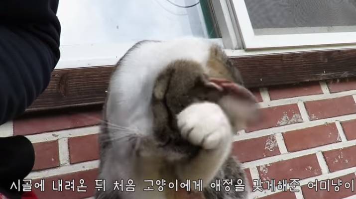 haha ha님이 유투브를 시작하게 해준 고양이 | 인스티즈