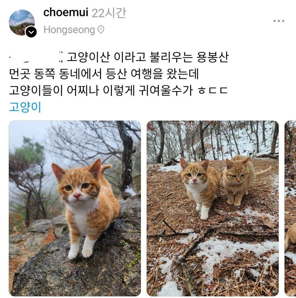 고양이산에 사는 귀여운 고양이들🐱.jpg | 인스티즈