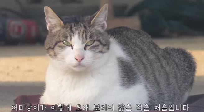 haha ha님이 유투브를 시작하게 해준 고양이 | 인스티즈