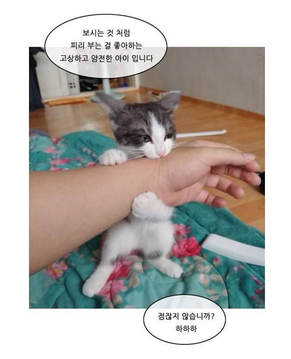 피리 부는 고양이들 | 인스티즈