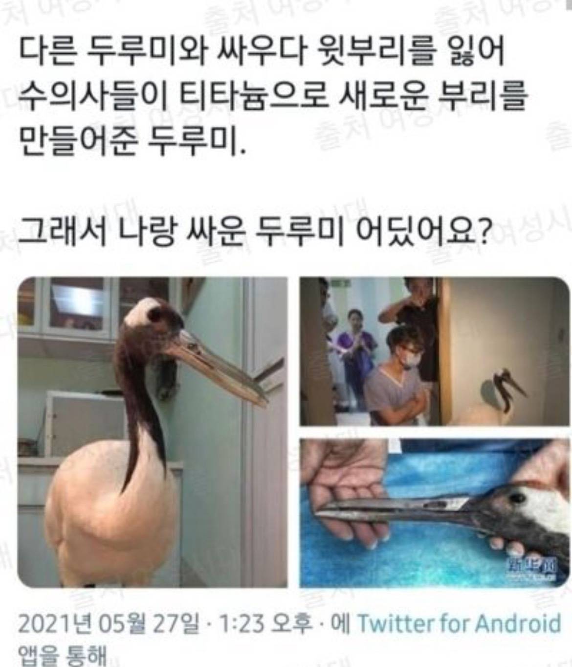 순수한 동물짤에 인간의 해석이 들어간 게 너무 웃긴 여시들 달글 | 인스티즈