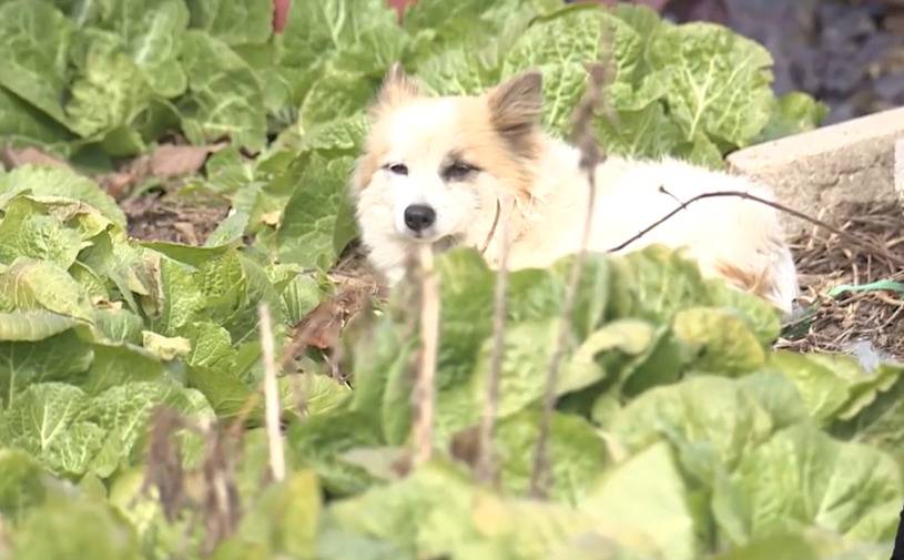 제주항공 여객기 사고로 가족을 잃은 강아지 푸딩이 | 인스티즈