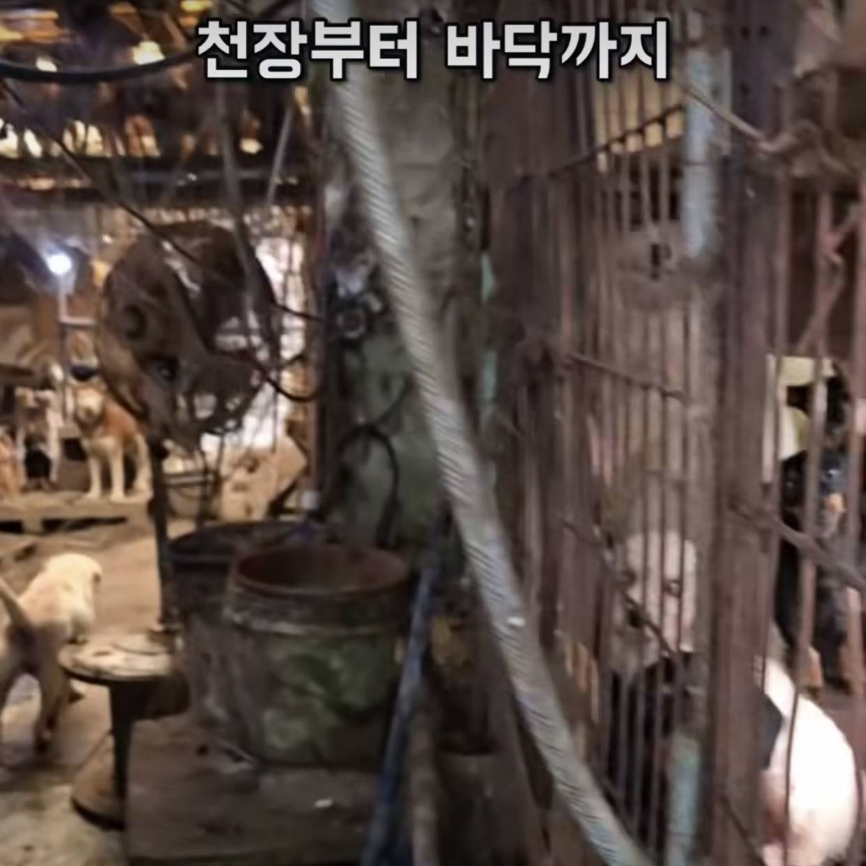 부산에 있다는 개 백화점 | 인스티즈