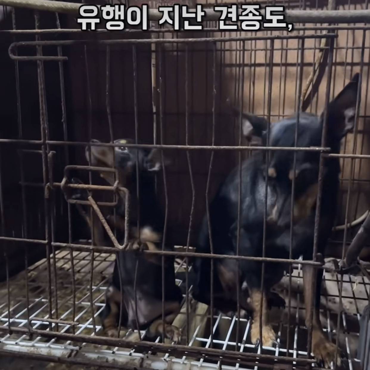 부산에 있다는 개 백화점 | 인스티즈