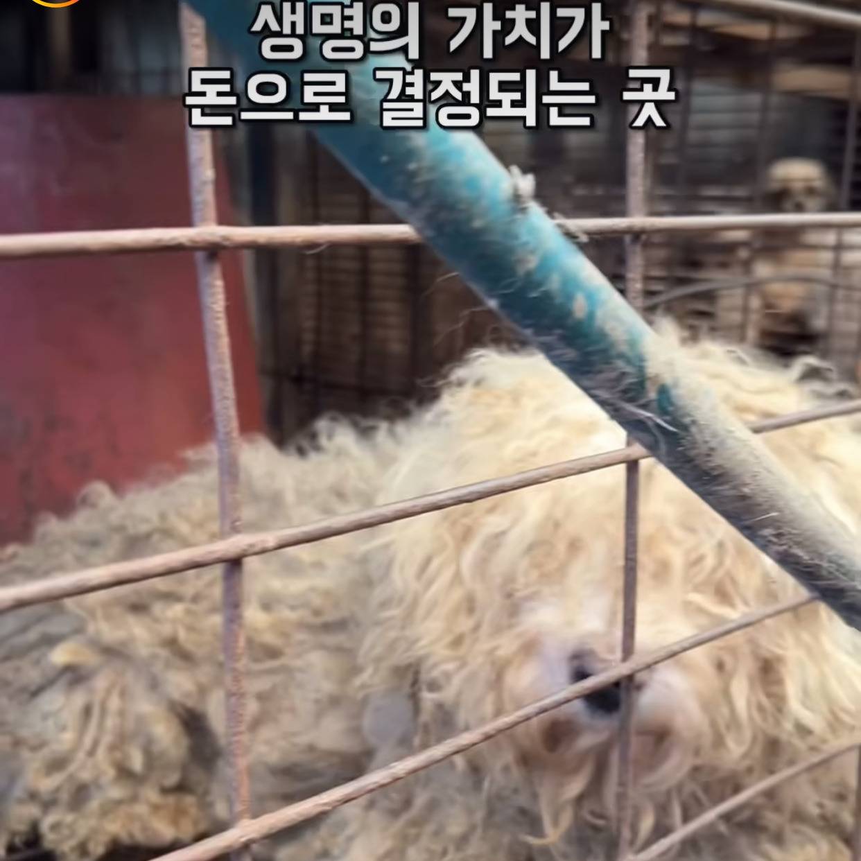 부산에 있다는 개 백화점 | 인스티즈