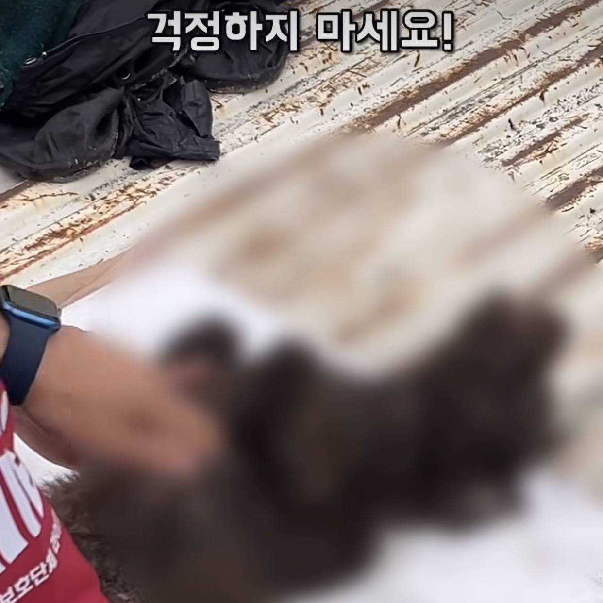 부산에 있다는 개 백화점 | 인스티즈